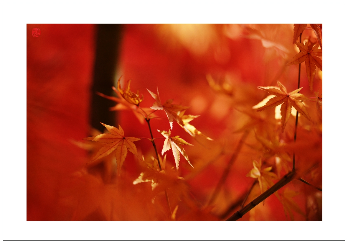 枫叶4.jpg