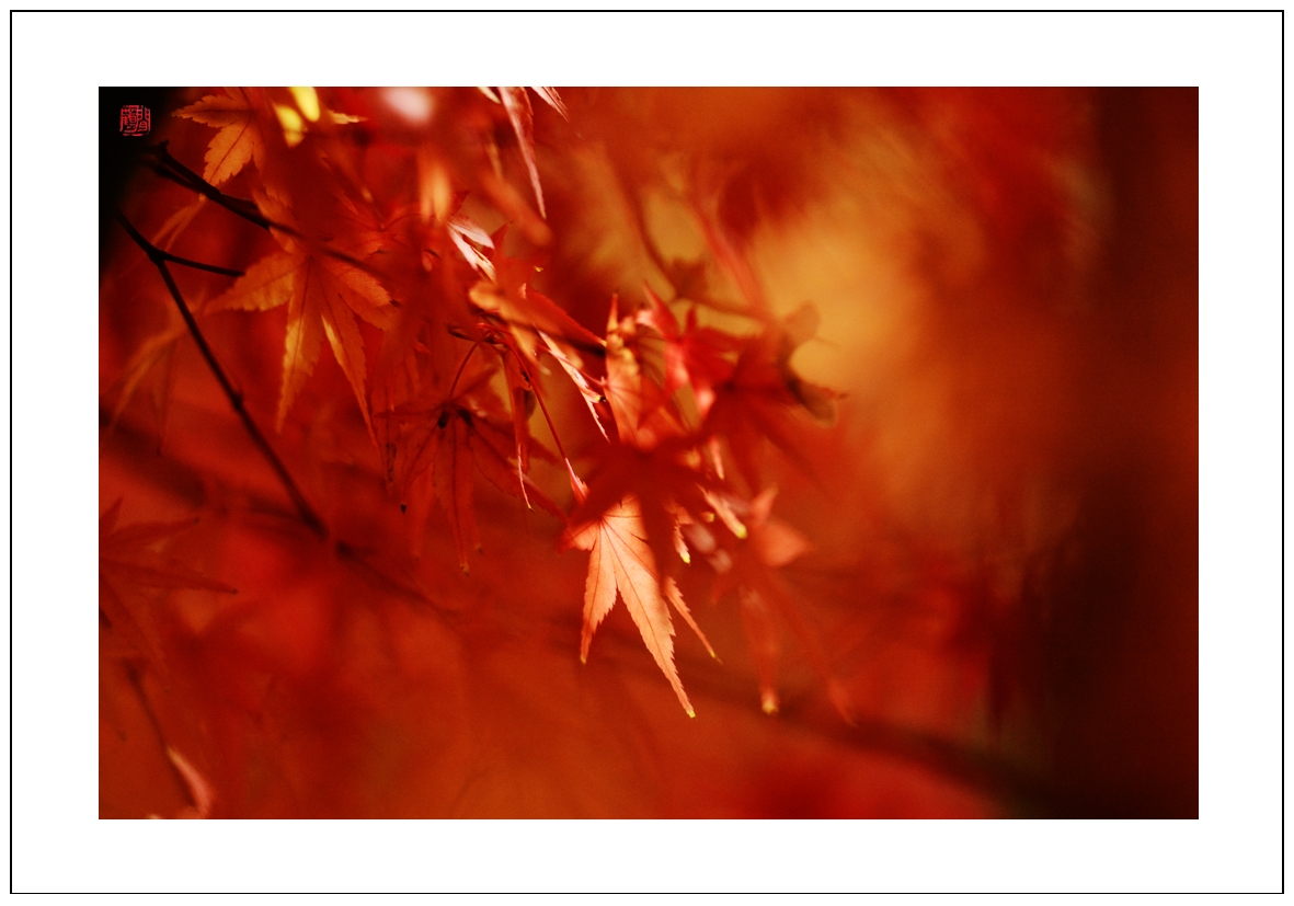 枫叶5.jpg