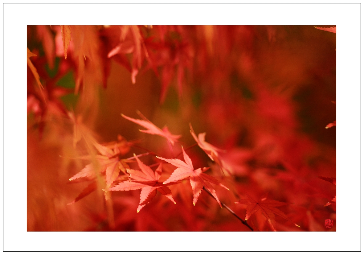 枫叶9.jpg
