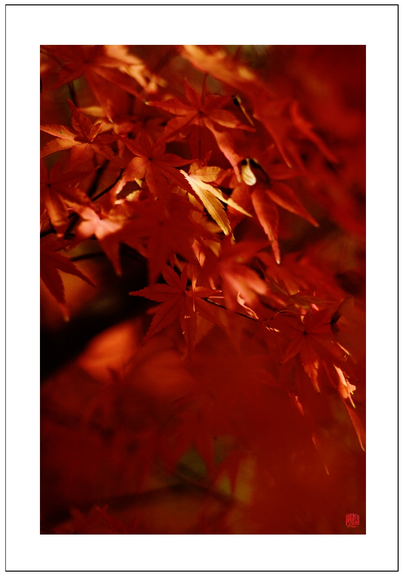 枫叶10.jpg