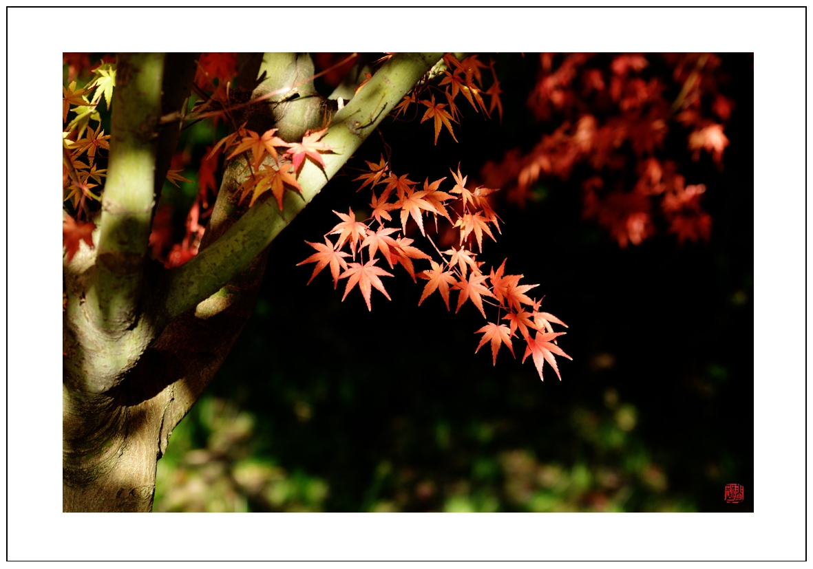 枫叶醉于秋9.jpg