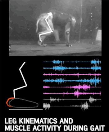 脑机接口：让瘫痪的猴子重新行走！