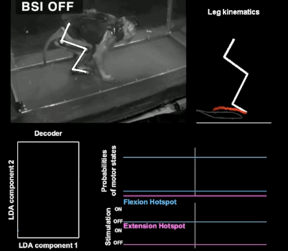 脑机接口：让瘫痪的猴子重新行走！