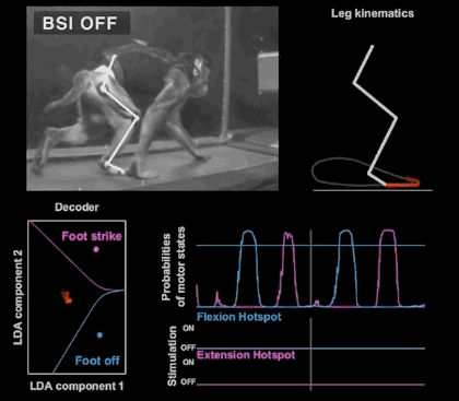 脑机接口：让瘫痪的猴子重新行走！