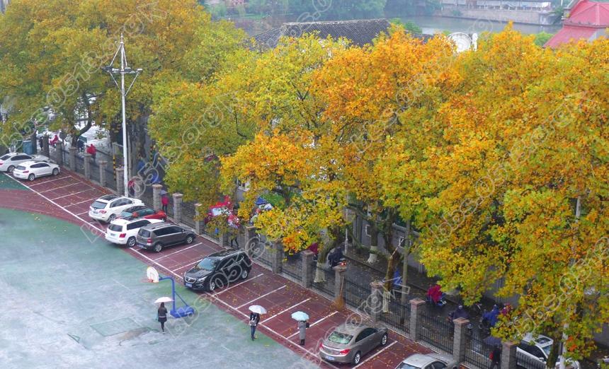 雨中南通 湿润的风景 (2).jpg
