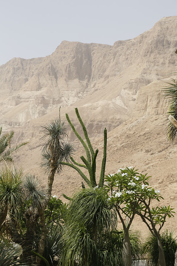 社会主义的基布兹，让沙漠鲜花盛开