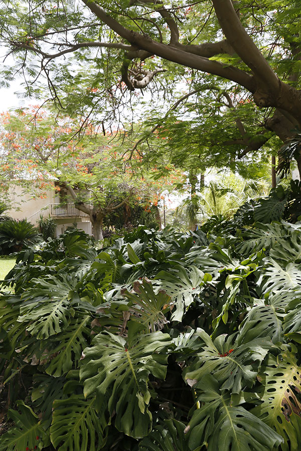 社会主义的基布兹，让沙漠鲜花盛开