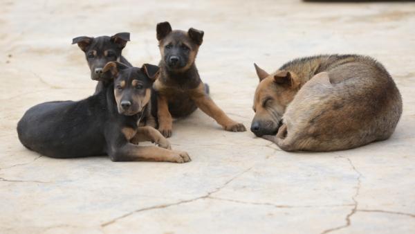 视频丨中国式松露采摘：过早采挖有损营养价值影响种系繁衍