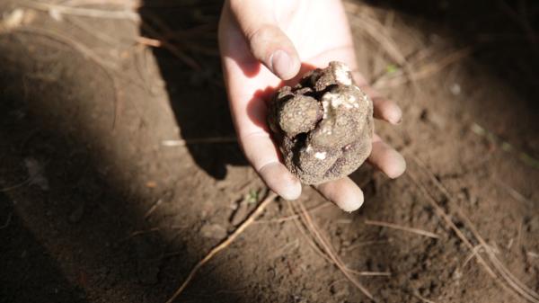 视频丨中国式松露采摘：过早采挖有损营养价值影响种系繁衍