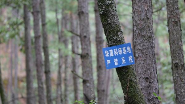 视频丨中国式松露采摘：过早采挖有损营养价值影响种系繁衍