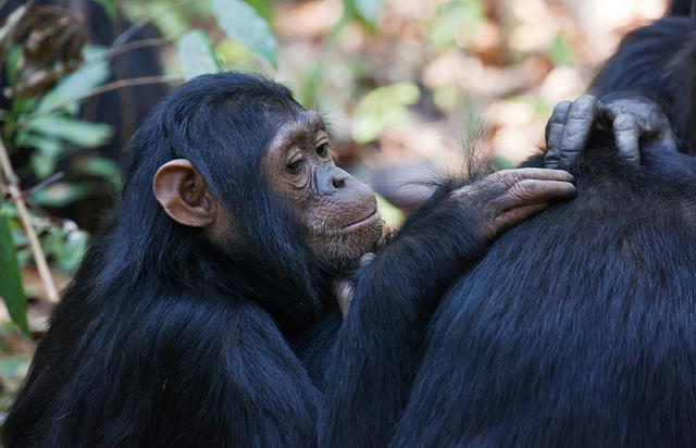 黑猩猩：想把“祖传染色体”传下去？先去讨好一下首领