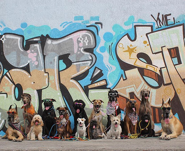 趣看｜汪星训练员教你宠物摄影，如何让33只狗狗同时看镜头