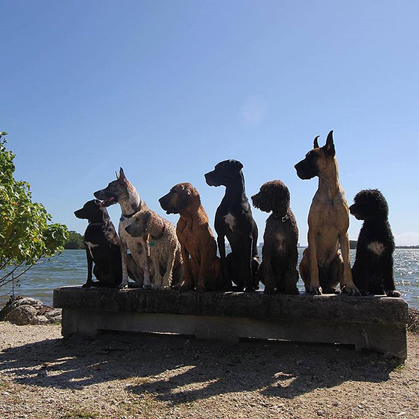 趣看｜汪星训练员教你宠物摄影，如何让33只狗狗同时看镜头