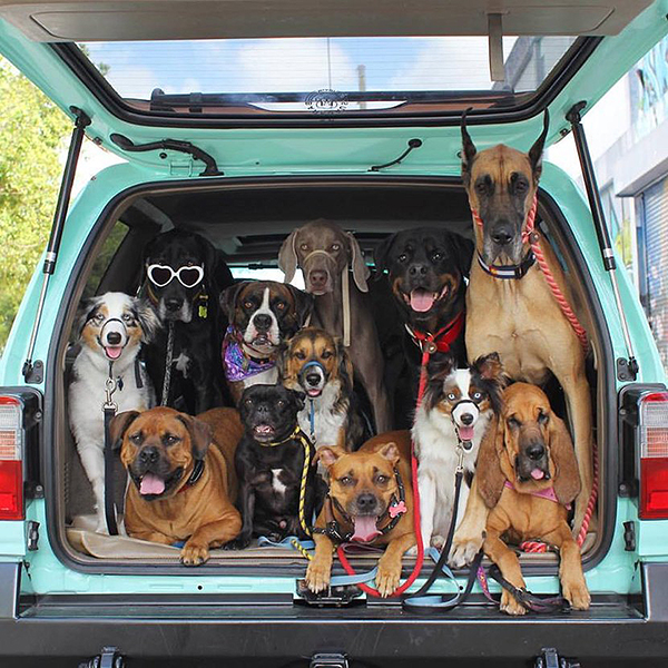 趣看｜汪星训练员教你宠物摄影，如何让33只狗狗同时看镜头