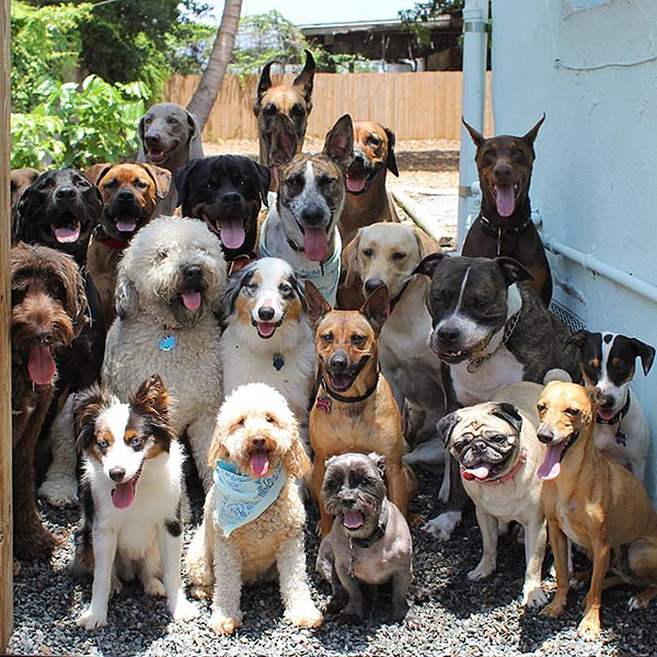 趣看｜汪星训练员教你宠物摄影，如何让33只狗狗同时看镜头