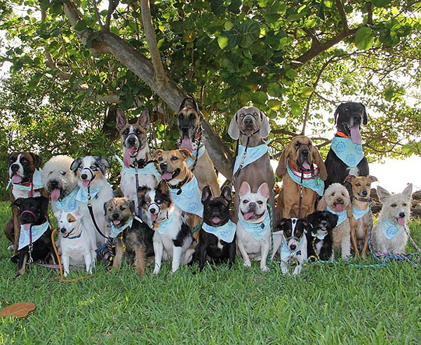 趣看｜汪星训练员教你宠物摄影，如何让33只狗狗同时看镜头