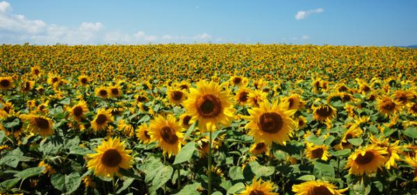 趣看｜汪星训练员教你宠物摄影，如何让33只狗狗同时看镜头