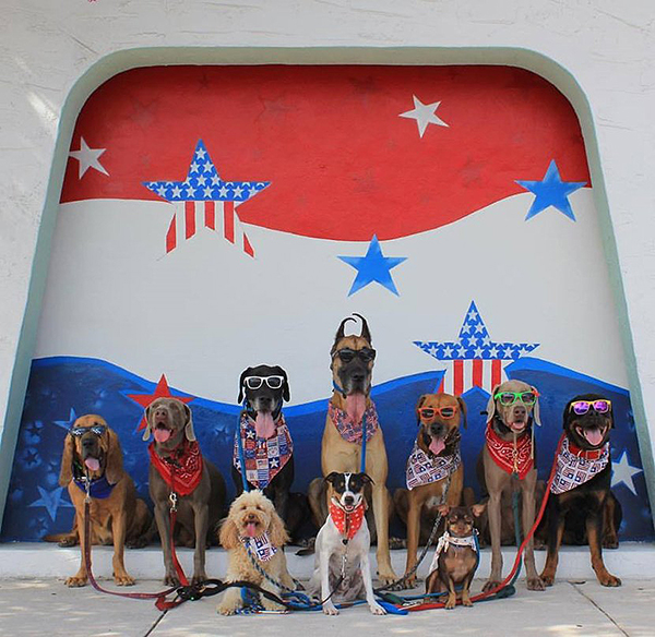 趣看｜汪星训练员教你宠物摄影，如何让33只狗狗同时看镜头