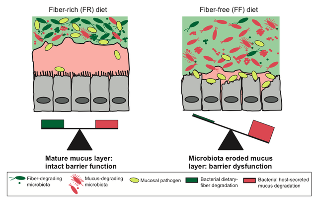 膳食纤维吃不够，后果可能很严重