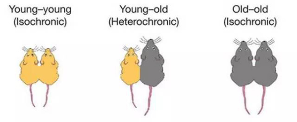 通过“换血”来达到青春永驻？美国科研团队称可能没这么简单