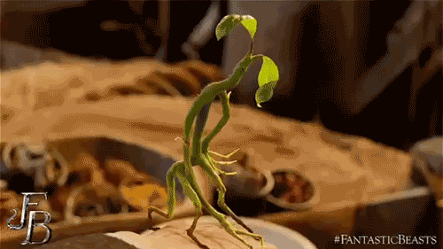 看爽《神奇动物》，你一定需要这份功课