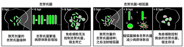 身为细菌，爱吃细菌？招过来做药！