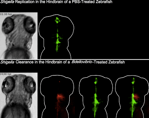 身为细菌，爱吃细菌？招过来做药！