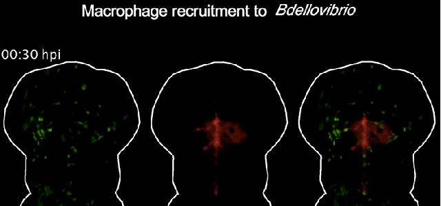 身为细菌，爱吃细菌？招过来做药！