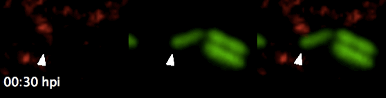 身为细菌，爱吃细菌？招过来做药！