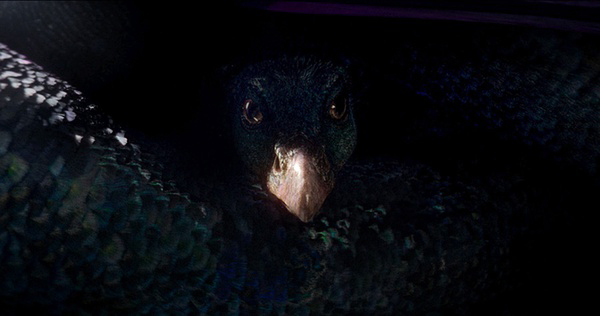 《神奇动物》里的神奇动物来自哪里