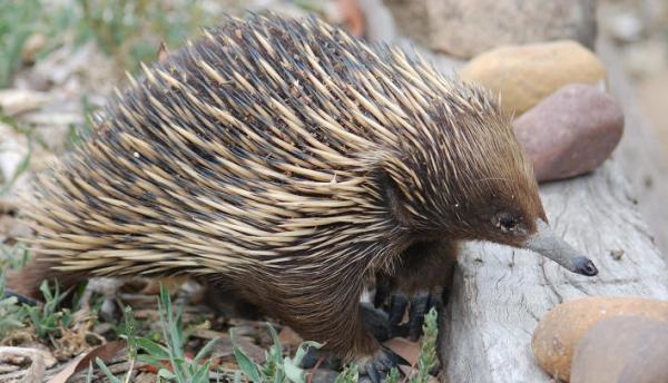 《神奇动物》里的神奇动物来自哪里