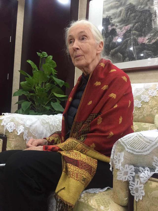 珍·古道尔：如果不研究黑猩猩，我想去研究鬣狗