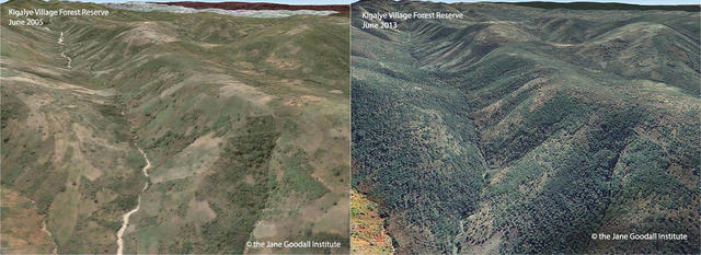 珍·古道尔：如果不研究黑猩猩，我想去研究鬣狗