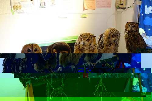 小雀斑是我同行！麻瓜救助师眼中的《神奇动物》