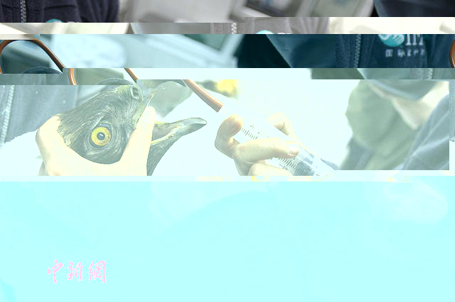 小雀斑是我同行！麻瓜救助师眼中的《神奇动物》