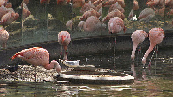 免费的阿姆斯特丹