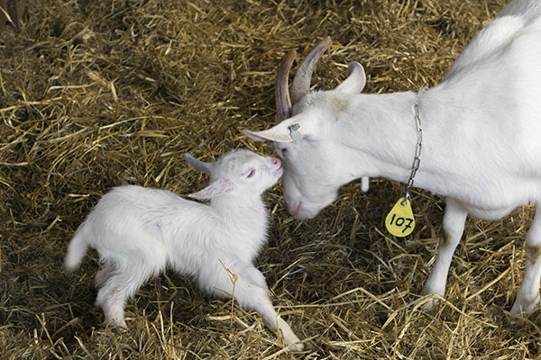 免费的阿姆斯特丹