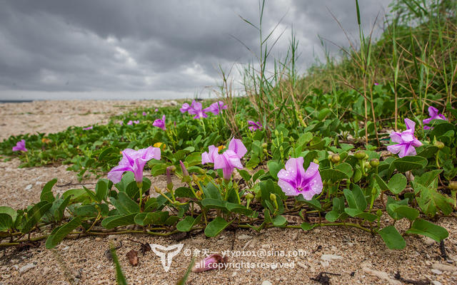 《海洋奇缘》植物观影指南