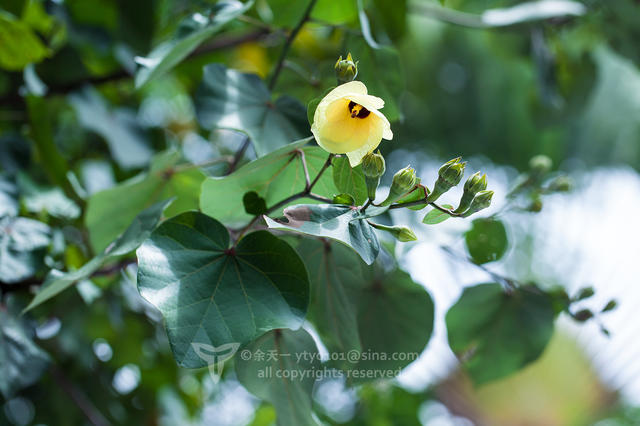 《海洋奇缘》植物观影指南