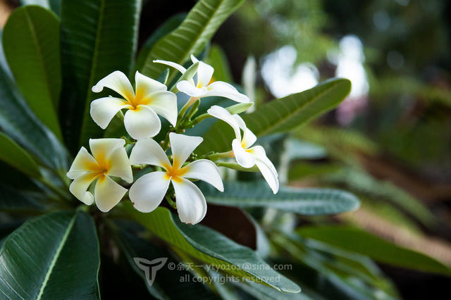 《海洋奇缘》植物观影指南