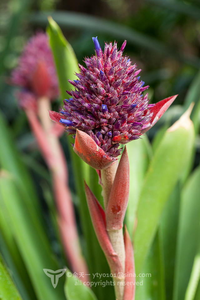 《海洋奇缘》植物观影指南