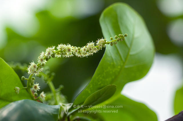 《海洋奇缘》植物观影指南