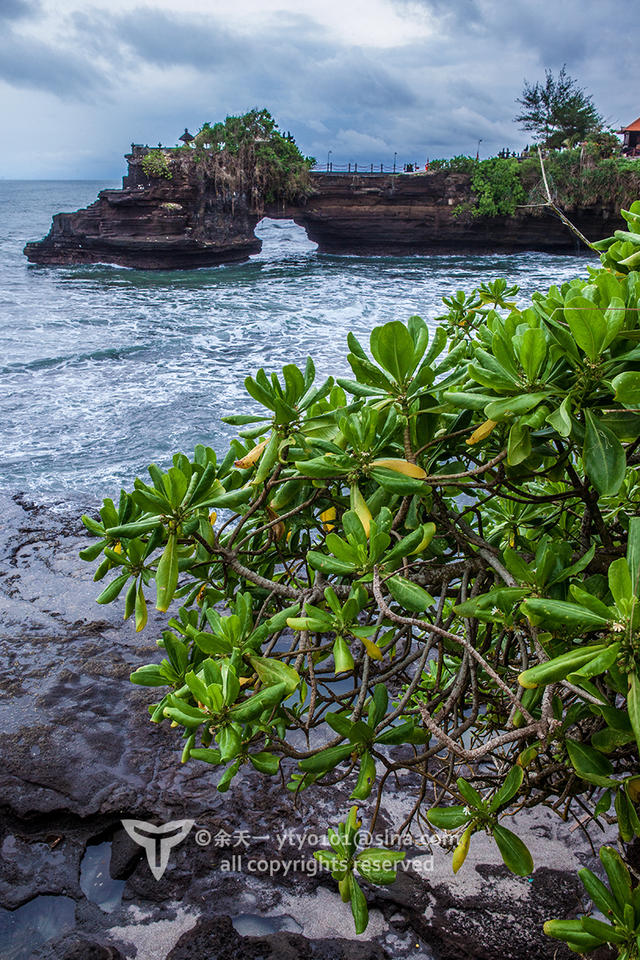 《海洋奇缘》植物观影指南
