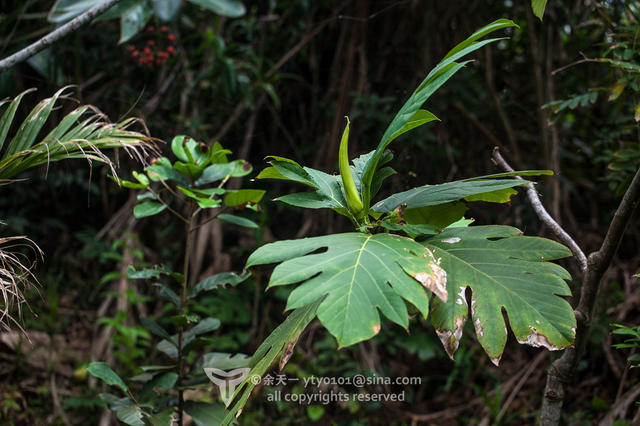 《海洋奇缘》植物观影指南