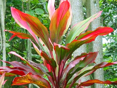 《海洋奇缘》植物观影指南