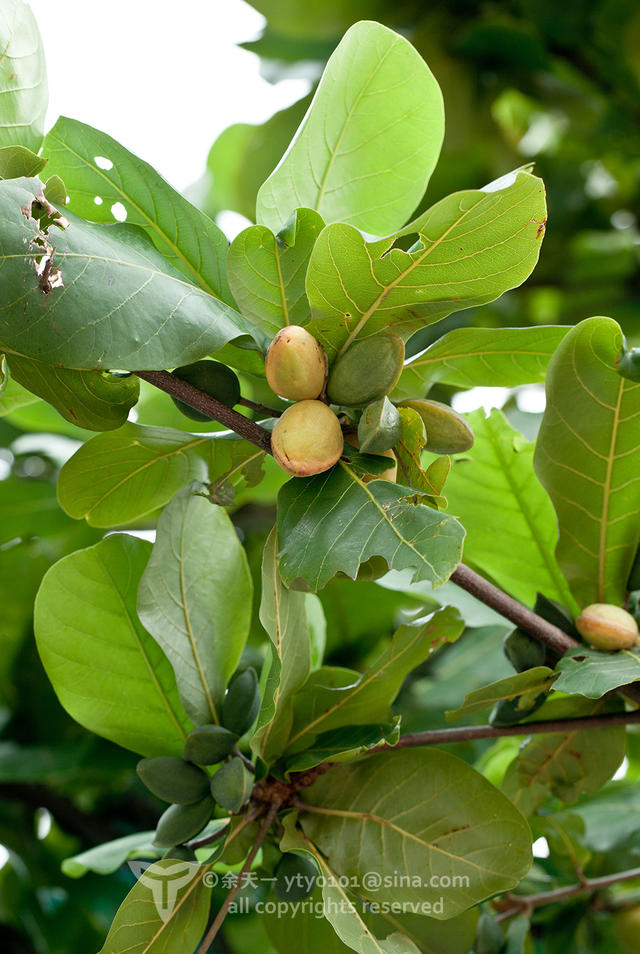 《海洋奇缘》植物观影指南