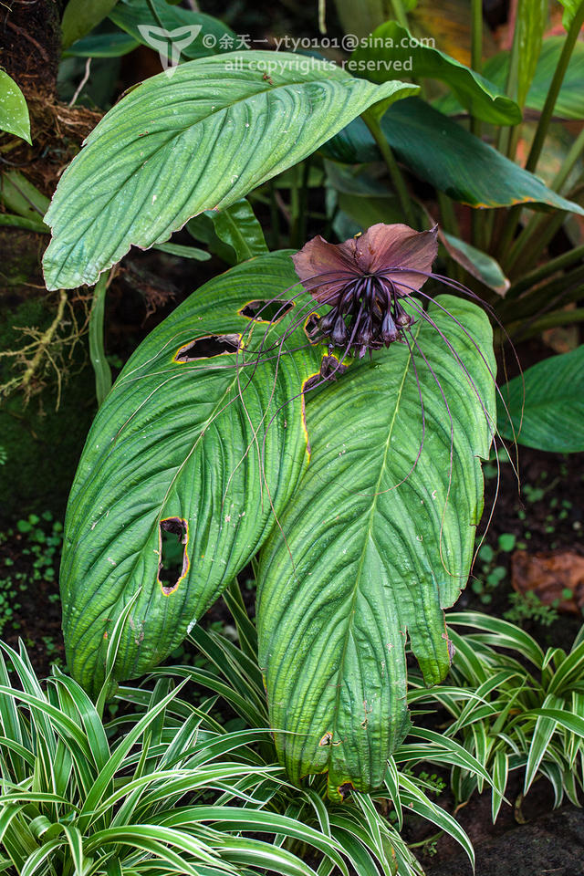 《海洋奇缘》植物观影指南
