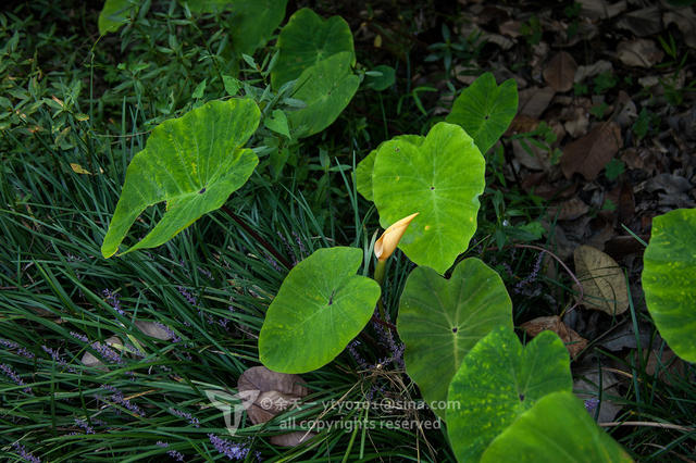 《海洋奇缘》植物观影指南