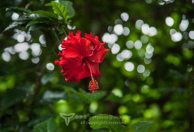 《海洋奇缘》植物观影指南