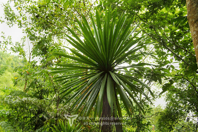 《海洋奇缘》植物观影指南